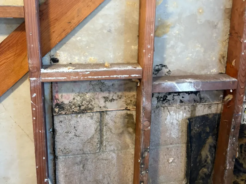 Black mold growing on a concrete wall behind wooden studs in a building.