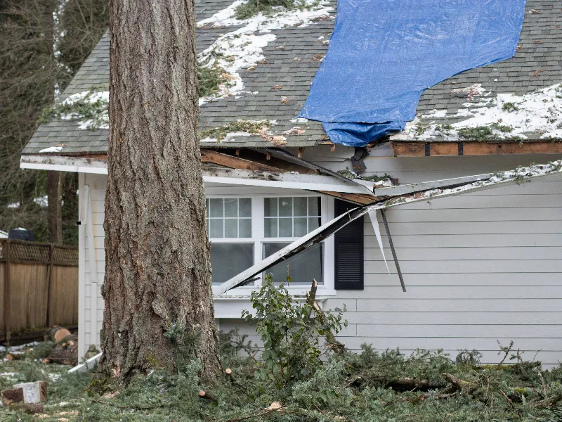 Large tree fallen on house roof causing damage with a blue tarp covering part of the roof.