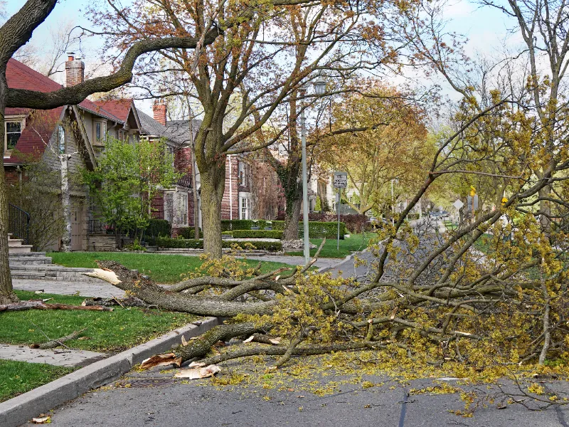 Large fallen tree blocking a residential street lined with houses and trees.